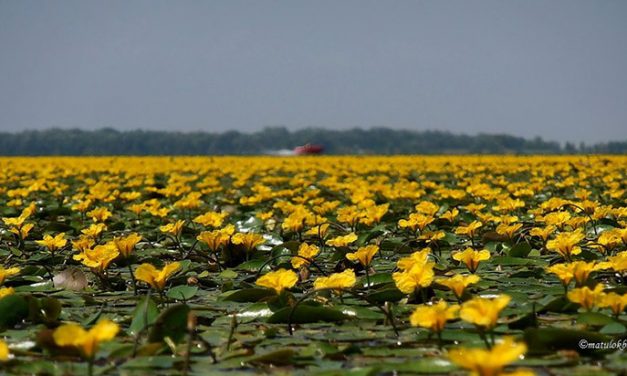 A Tisza-tó története